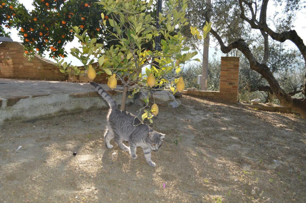 Casale Del Sole Bed & Breakfast Cepagatti Dış mekan fotoğraf